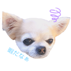 [LINEスタンプ] チワワのれんげと茶々