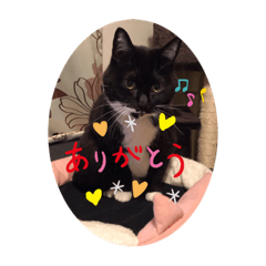 [LINEスタンプ] ねこの気持ち 女の子編
