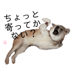 [LINEスタンプ] 気まぐれモモ子の日常