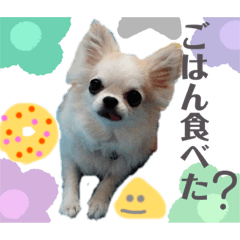 [LINEスタンプ] ワンだふるな毎日にしよう