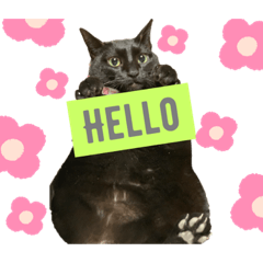 [LINEスタンプ] でぶにゃんこ Meiちゃん