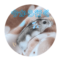[LINEスタンプ] かわいい♡もこもこ♡スタンプ