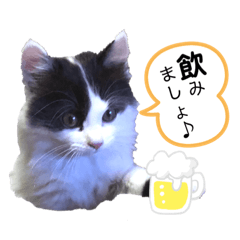 [LINEスタンプ] 猫のもふさんスタンプその2