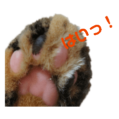 [LINEスタンプ] うちのにゃんこが言うことにゃ