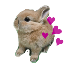 [LINEスタンプ] うさぎのみみこちゃん