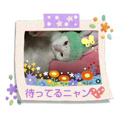 [LINEスタンプ] 白猫さんの使えるスタンプ