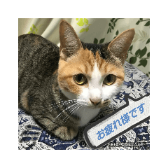 [LINEスタンプ] ねこのリリーちゃん日常スタンプ