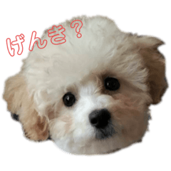 [LINEスタンプ] ぽぽちゃんスタンプver