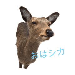 [LINEスタンプ] シカシカスタンプ