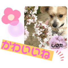 [LINEスタンプ] マルパピ