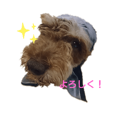 [LINEスタンプ] アロハくん！スタンプ