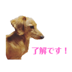 [LINEスタンプ] ミニチュアダックスリオンのスタンプ4