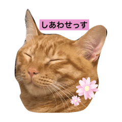 [LINEスタンプ] のうてんき日和だにゃ〜