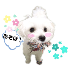[LINEスタンプ] マルチーズ♪