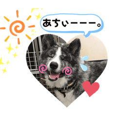 [LINEスタンプ] 秋田犬だいちゃん1