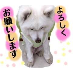 [LINEスタンプ] 愛犬スタンプ5