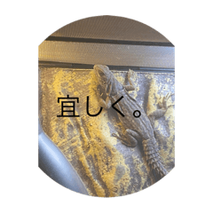 [LINEスタンプ] トカゲREXスタンプ
