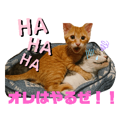 [LINEスタンプ] ボクのなまえはきっき。