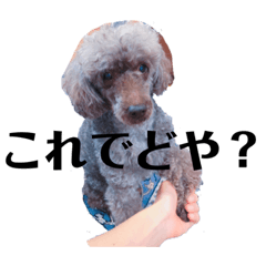 [LINEスタンプ] 我が家の犬スタンプココア