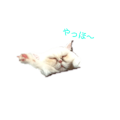 [LINEスタンプ] 2匹の猫ちゃんのスタンプの画像（メイン）