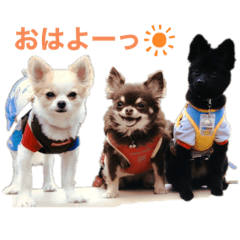 [LINEスタンプ] 仲良し三匹♡