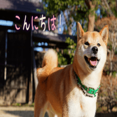 [LINEスタンプ] 柴犬のムサシの日常会話スタンプ。