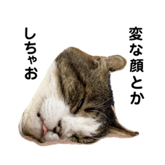 [LINEスタンプ] さすけ(またはキョロちゃん2)
