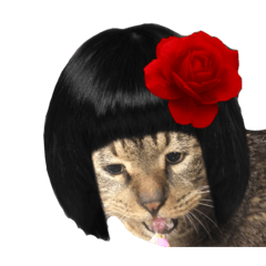 [LINEスタンプ] ネコ くん
