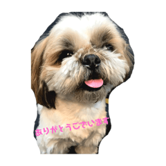[LINEスタンプ] あなたを癒します！シーズーのライム3