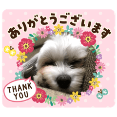 [LINEスタンプ] マルシーズー・チロル