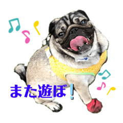 [LINEスタンプ] パグの楽の暮らしの言葉