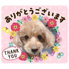 [LINEスタンプ] トイプードルのクゥ