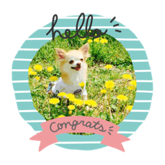 [LINEスタンプ] ラブリーしなちゃんの1日ワン