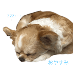 [LINEスタンプ] こはるちゃんとジャムちゃん