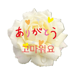 [LINEスタンプ] フラワーあいさつ韓国語