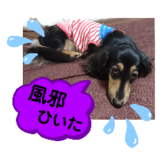 [LINEスタンプ] ダックス  あんじゅ ★病気★