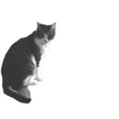 [LINEスタンプ] 西尾家の猫