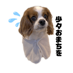 [LINEスタンプ] あずきの毎日