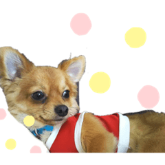 [LINEスタンプ] かりんころん(3)
