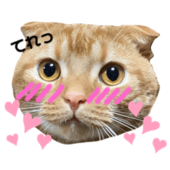 [LINEスタンプ] スコちゃんとらまるスタンプ