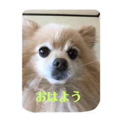 [LINEスタンプ] 僕の名前はくぅとくん
