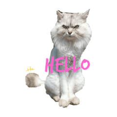 [LINEスタンプ] 井元家のニャンズ