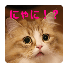 [LINEスタンプ] はじめまして、にゃあです！