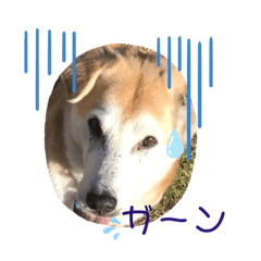 [LINEスタンプ] ハラス2020