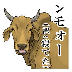 [LINEスタンプ] 毎日インド牛 (翻訳付き)