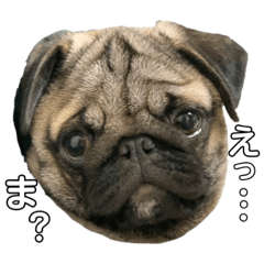 [LINEスタンプ] パグのししのすけ