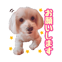 [LINEスタンプ] マルックス★ここ