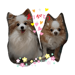 [LINEスタンプ] ワンにゃんfamiliar