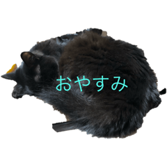[LINEスタンプ] 猫はな