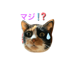 [LINEスタンプ] ウェンツさん